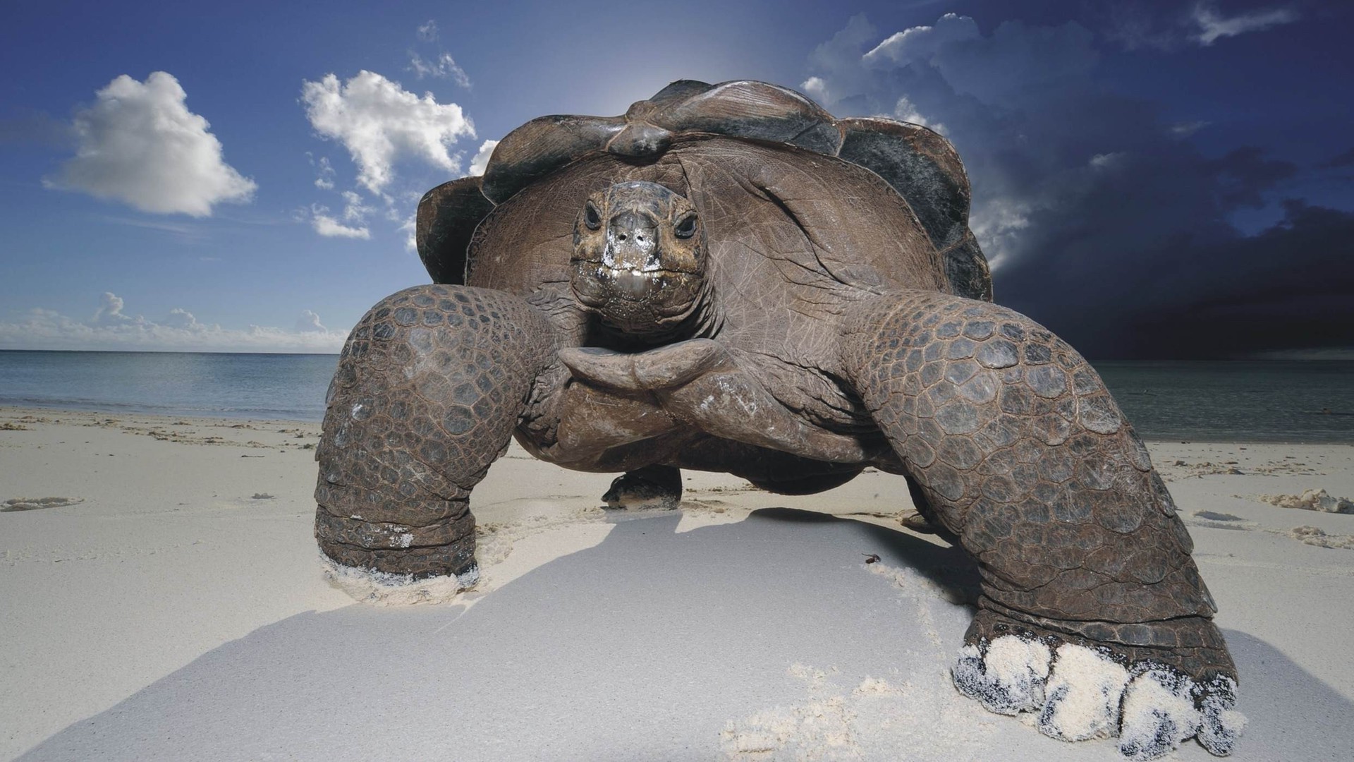 animales agua océano mar naturaleza playa solo frío nieve viajes invierno