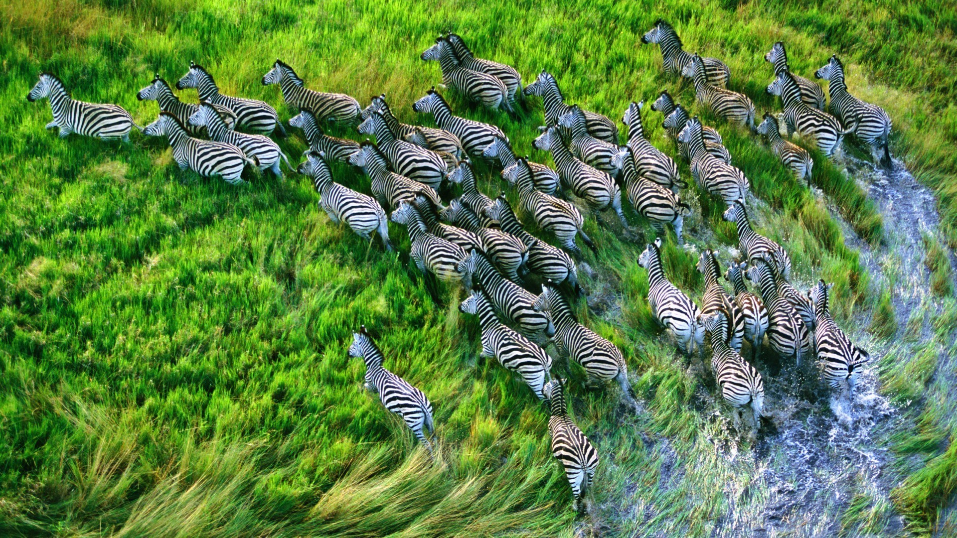 zebra natur gras wild park tier tierwelt umwelt im freien desktop