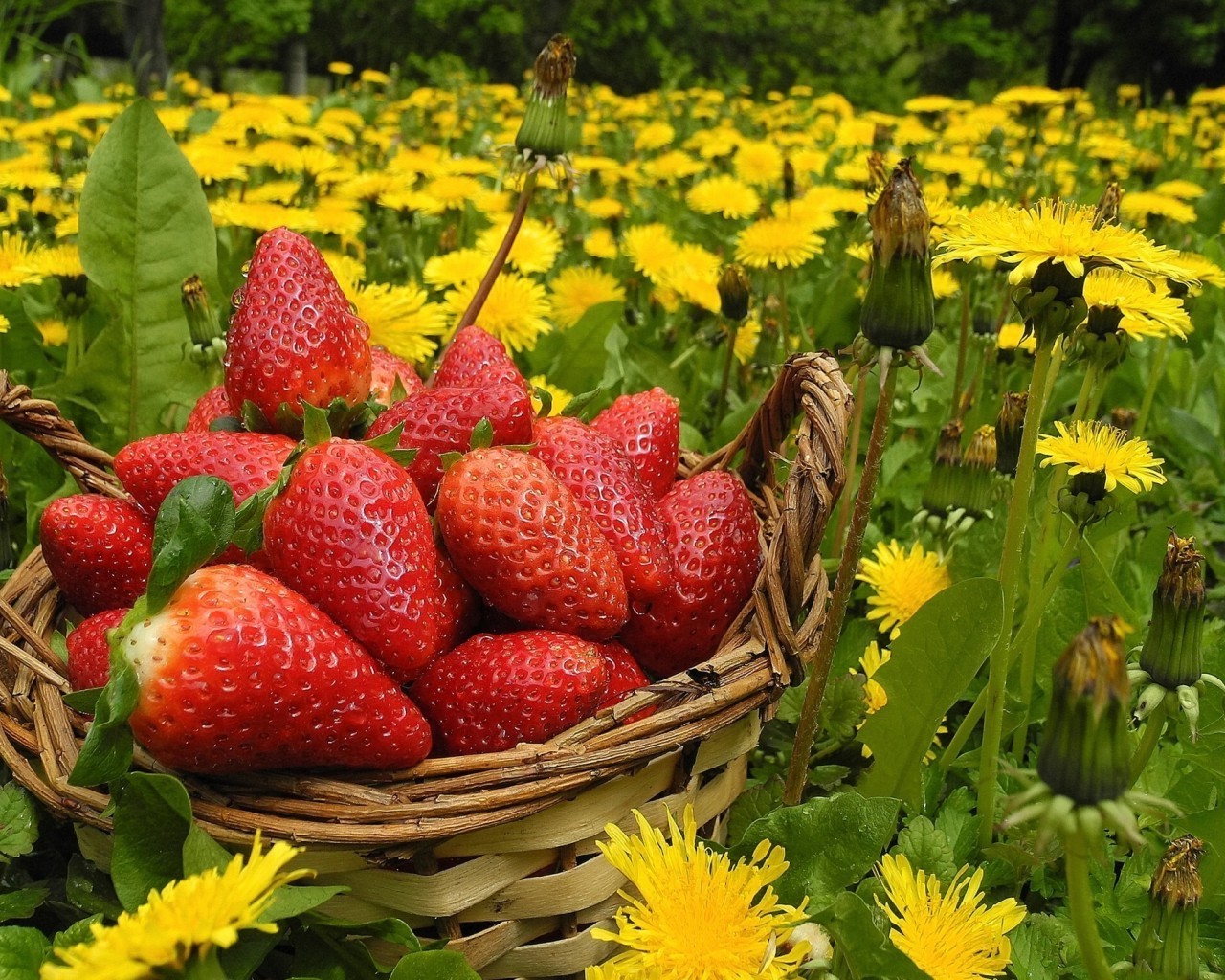 bacche natura foglia estate giardino pascolo frutta fragola cibo all aperto agricoltura colore luminoso succoso