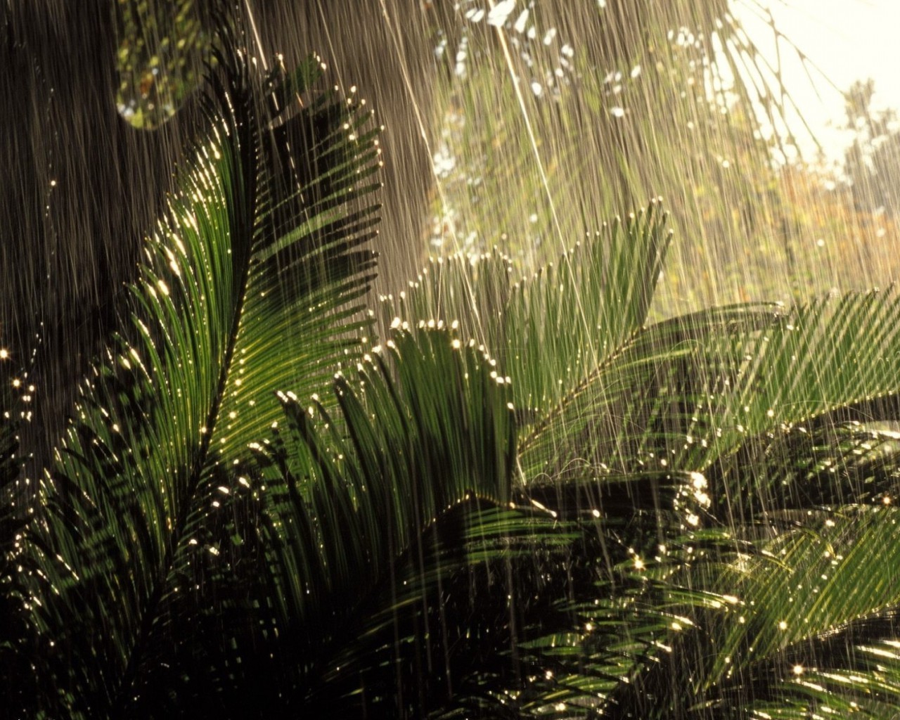 verano hoja naturaleza palmas al aire libre tropical árbol crecimiento viajes