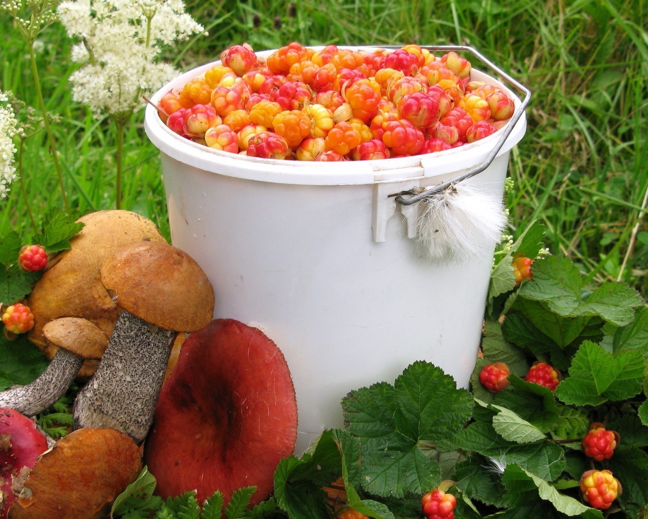 bagas comida fruta tigela saudável de madeira folha comida baga delicioso vegetal saúde outono frasco dieta