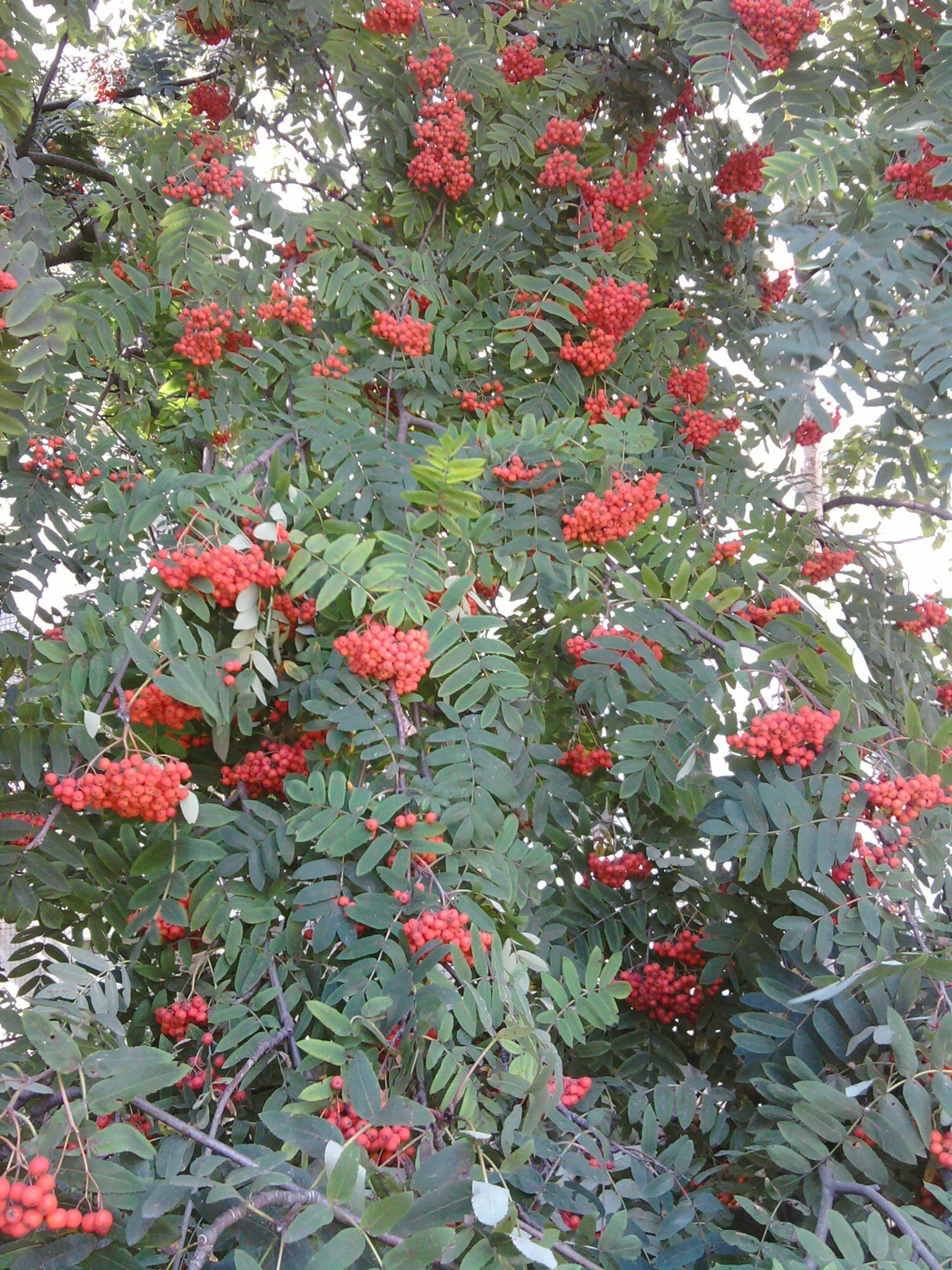 arbres arbre arbuste branche feuille fleur saison baie flore nature rowan décoration jardin rowan couleur evergreen fruits hiver rose floral