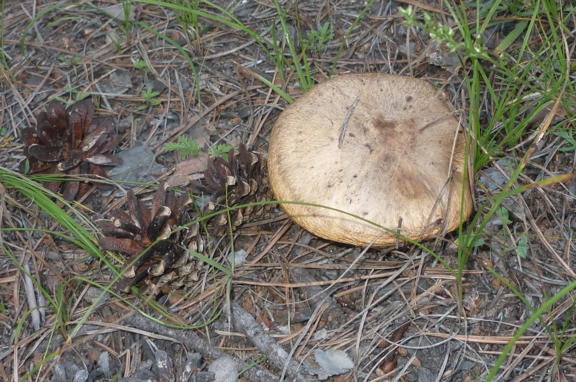 photo personnelle champignon champignon nature bois alimentaire automne herbe flore à l extérieur terre environnement arbre bureau borovik gros plan feuille saison