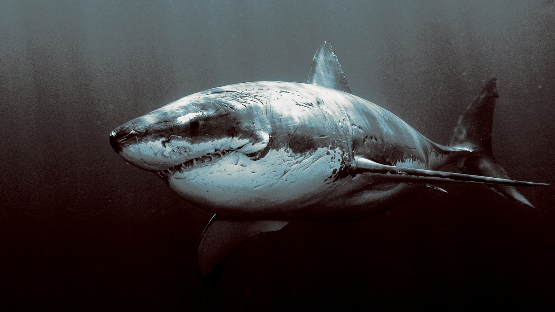 animaux poissons requin sous-marin un eau mer océan