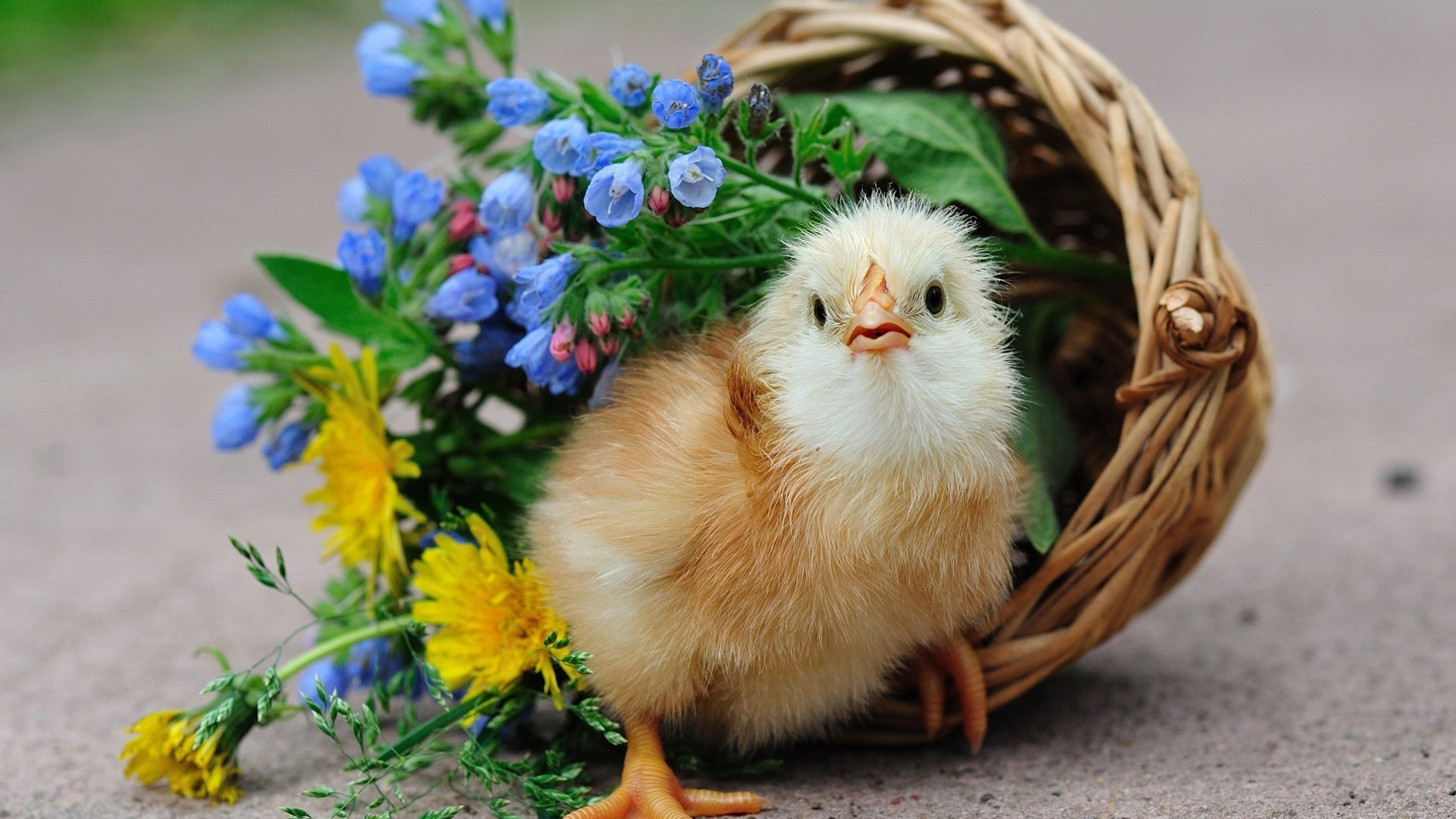 animals easter basket nature little cute grass egg