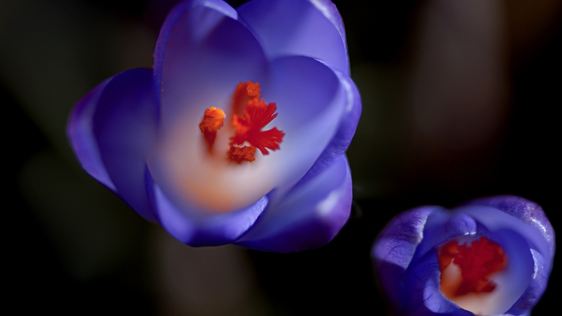 flowers flower blur nature leaf