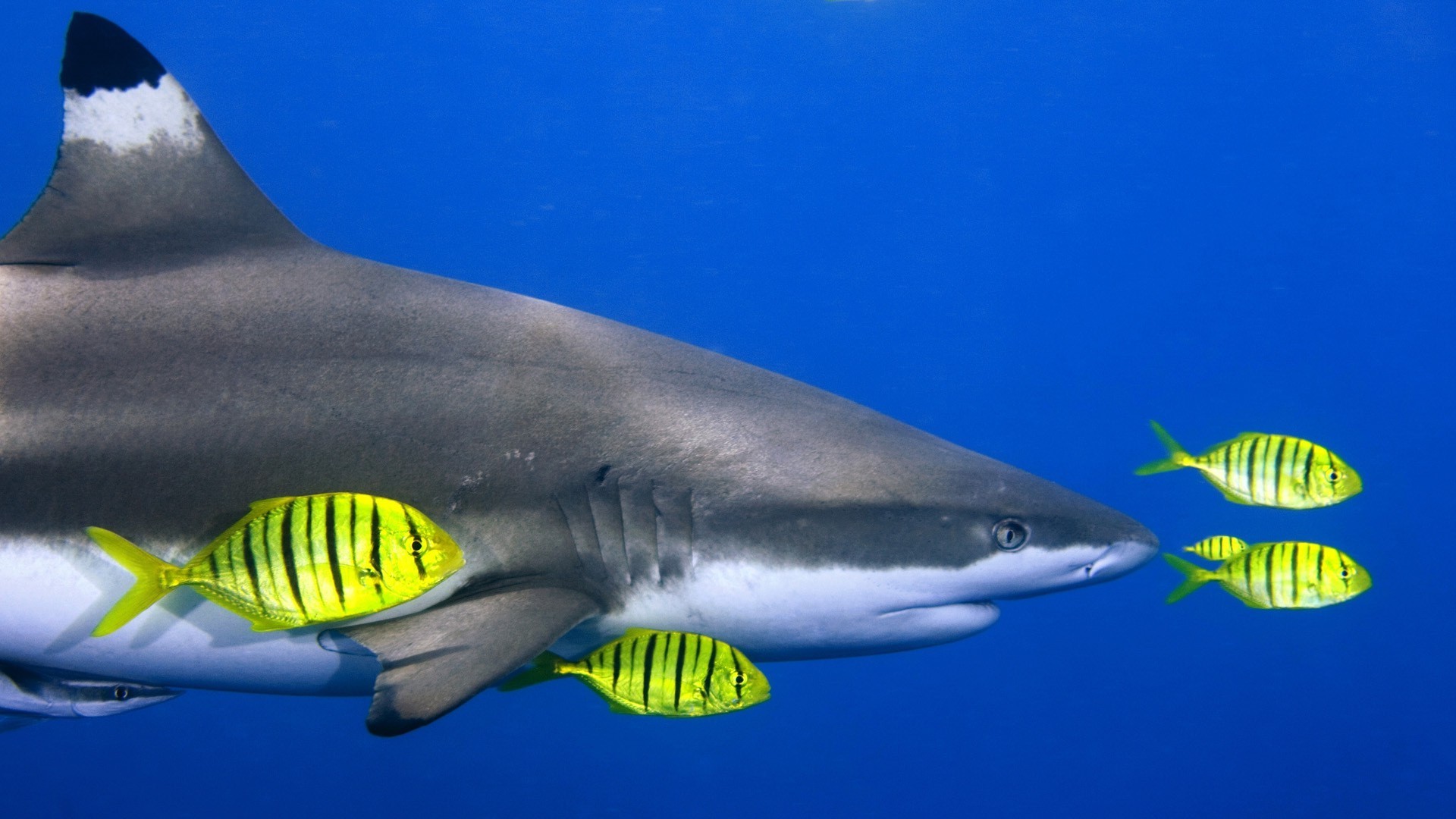 animals underwater fish shark water ocean wildlife daylight one sea swimming nature outdoors diving environment side view travel reef