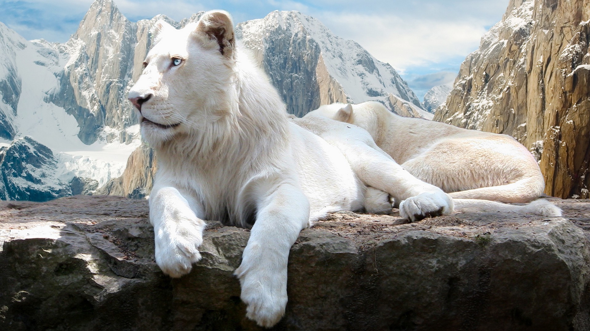 lions nature snow outdoors rock mountain travel wild mammal