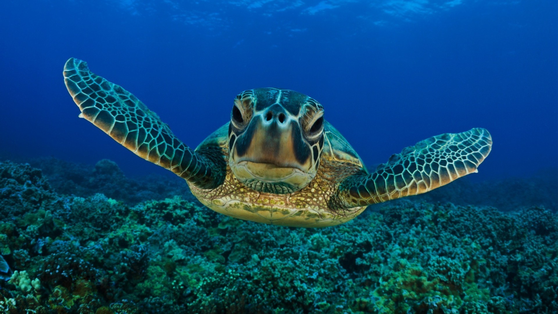 animales bajo el agua coral naturaleza océano mar arrecife tropical natación vida silvestre peces snorkeling tortuga marina buceo animal agua buceo acuático