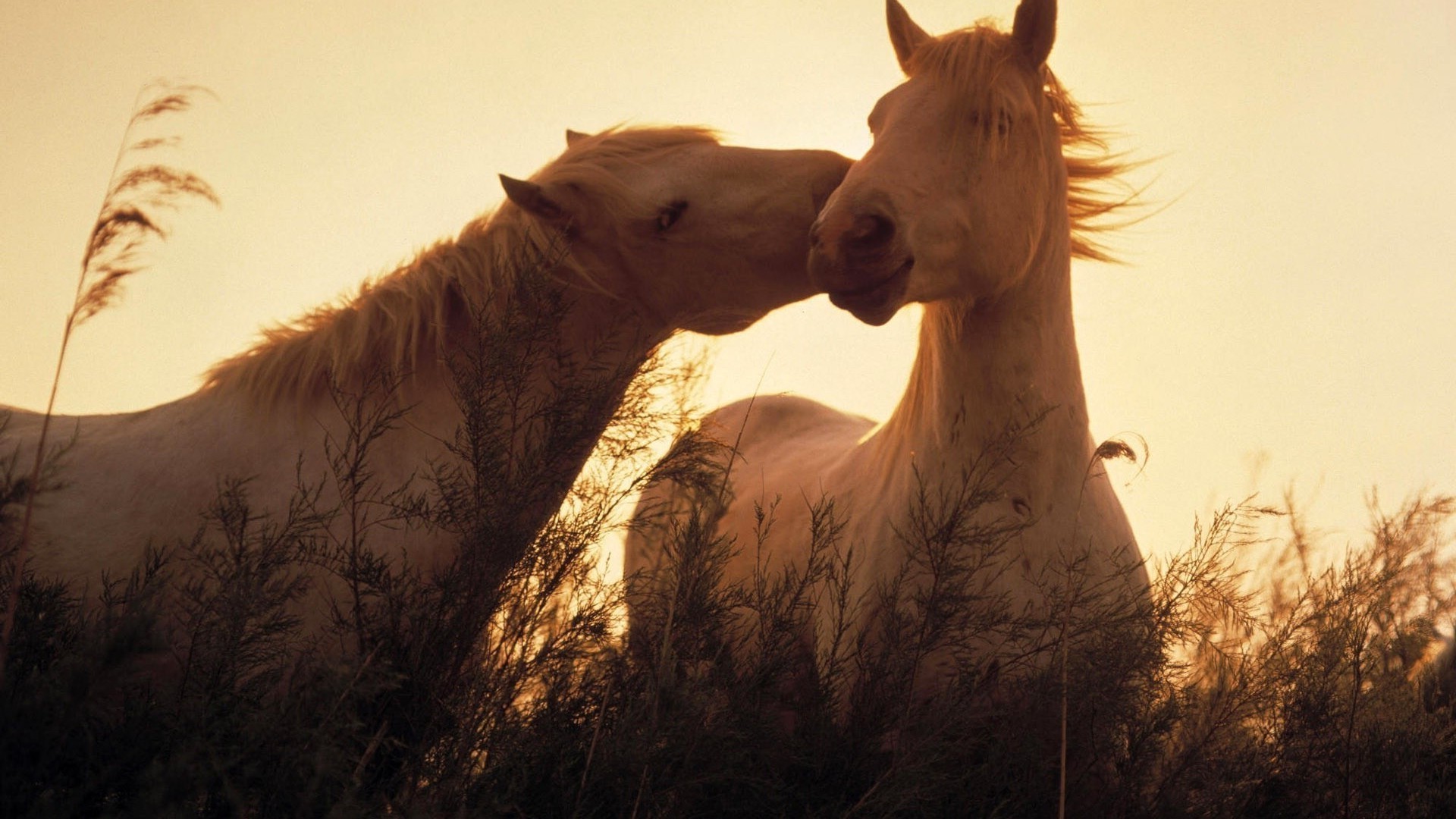 caballos mamífero caballería animal naturaleza retrato uno cielo puesta de sol al aire libre granja paisaje dos animales vivos desierto viajes mare hermoso