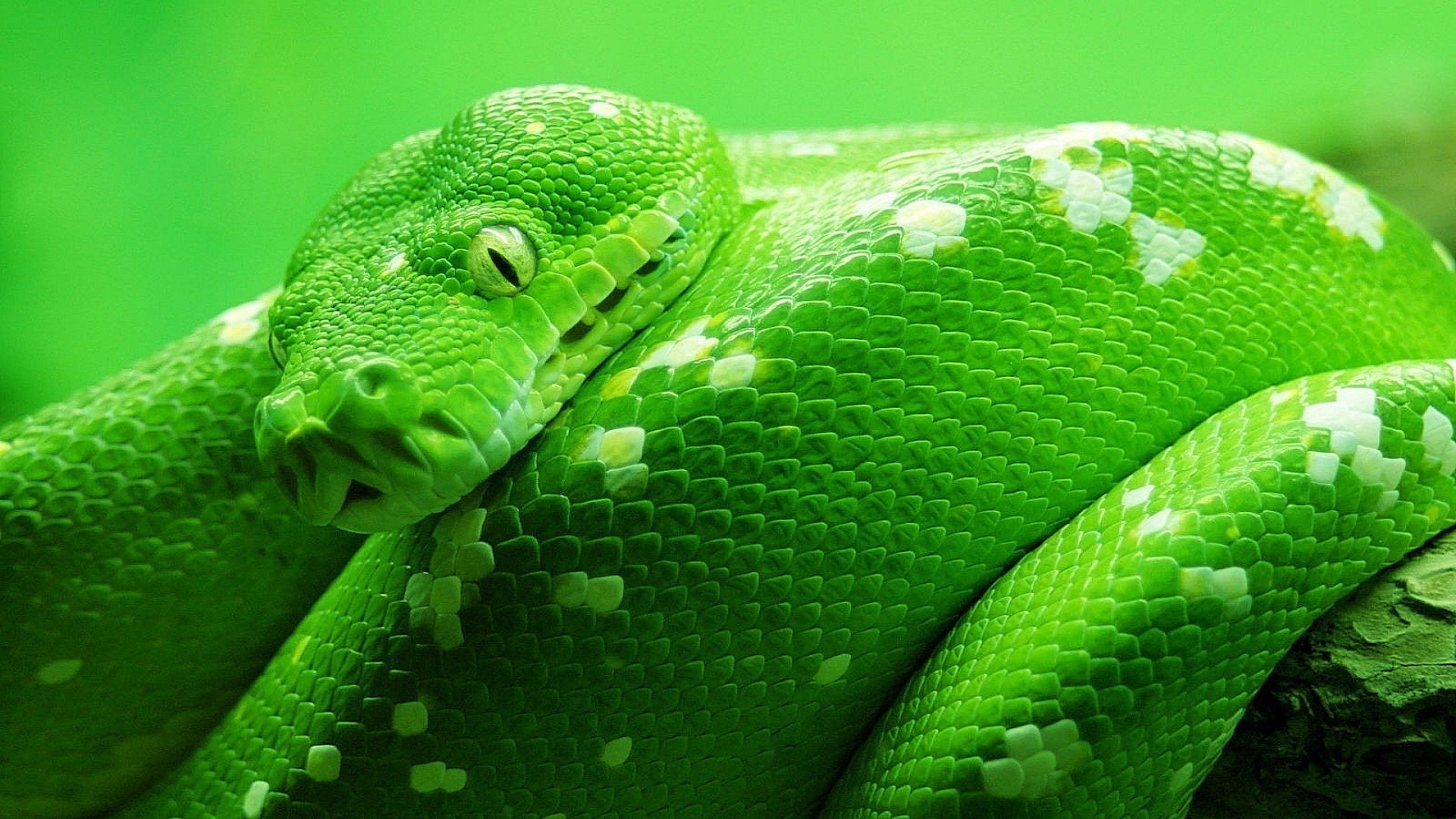 animais cobra réptil python viper boa exótico vida selvagem venom veneno escala natureza deslizar animal tropical zoologia herpetologia predador mortal cascavel animal de estimação