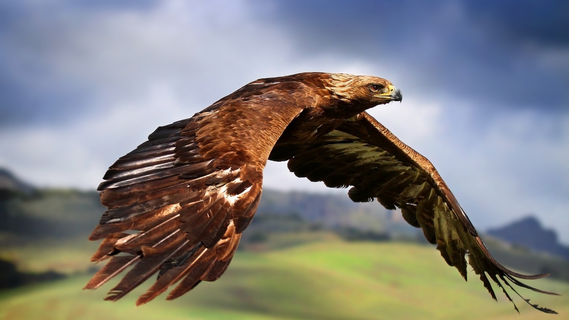 animali raptor aquila uccello fauna selvatica preda falco natura falconeria falco avvoltoio aquila calva calvo aquilone selvaggio all aperto predatore animale piuma splendore