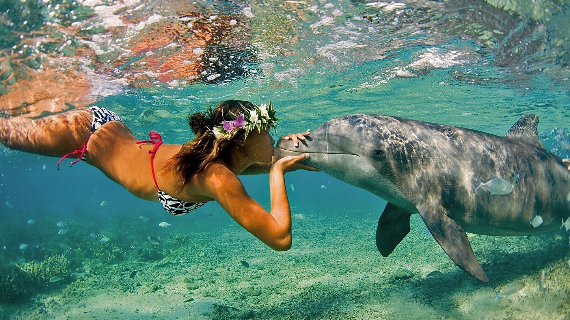 habitantes de los océanos y ríos agua natación submarino océano mar snorkeling naturaleza tropical verano buceo mojado vacaciones vacaciones viajes peces vacaciones placer