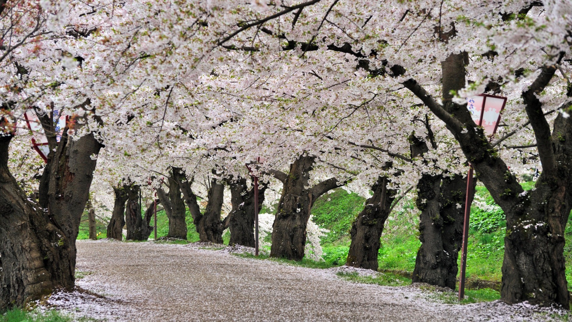 trees tree branch nature landscape season cherry flora flower park outdoors leaf springtime growth rural environment summer garden