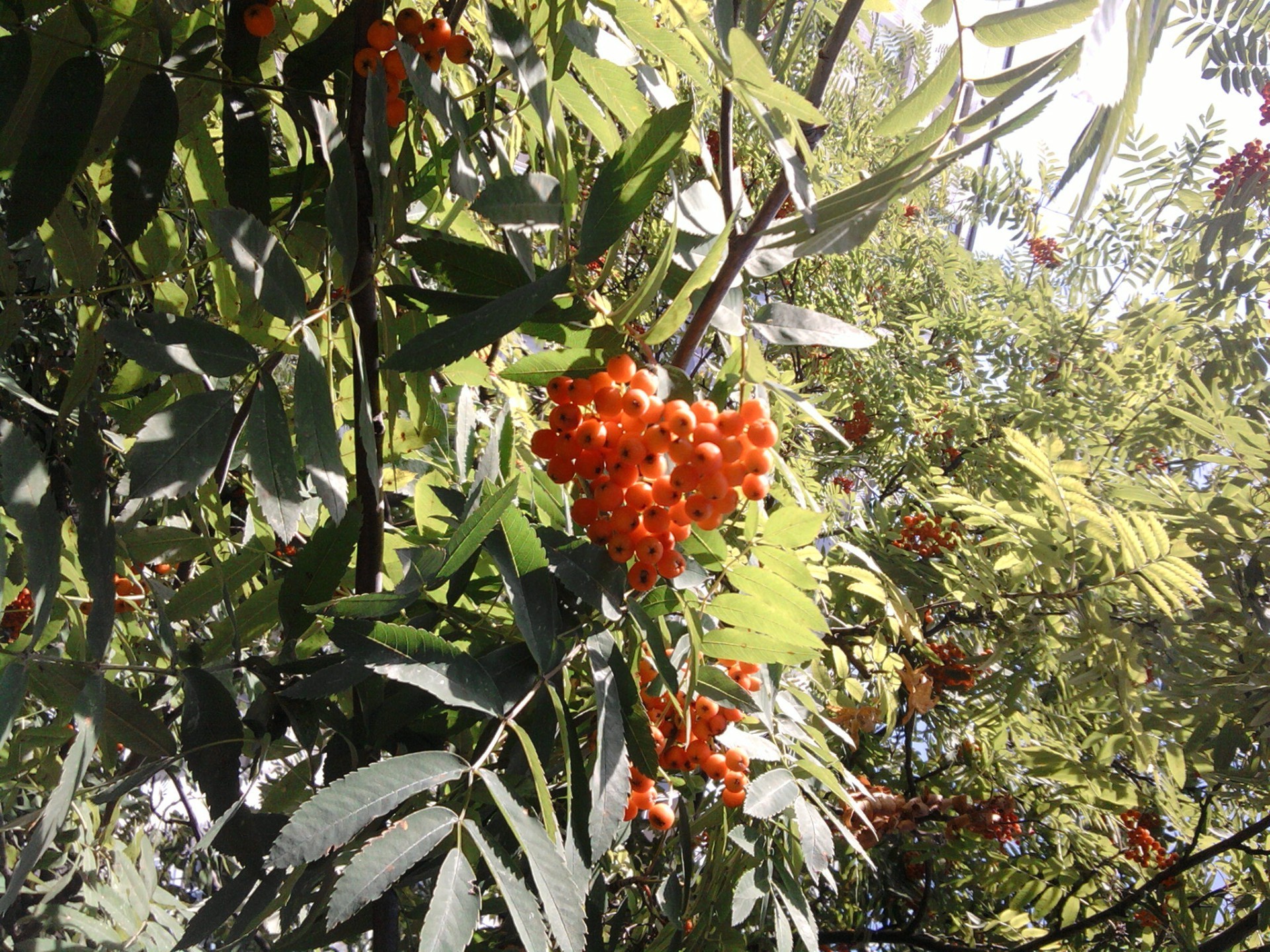 berries tree leaf flora fruit nature garden branch flower shrub agriculture food color outdoors summer season bright growth farm berry