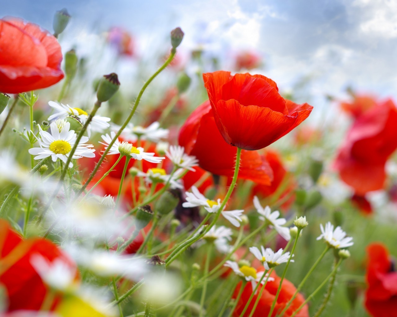 flowers nature flower summer field garden bright leaf flora grass fair weather color tulip outdoors sun floral hayfield season blooming growth