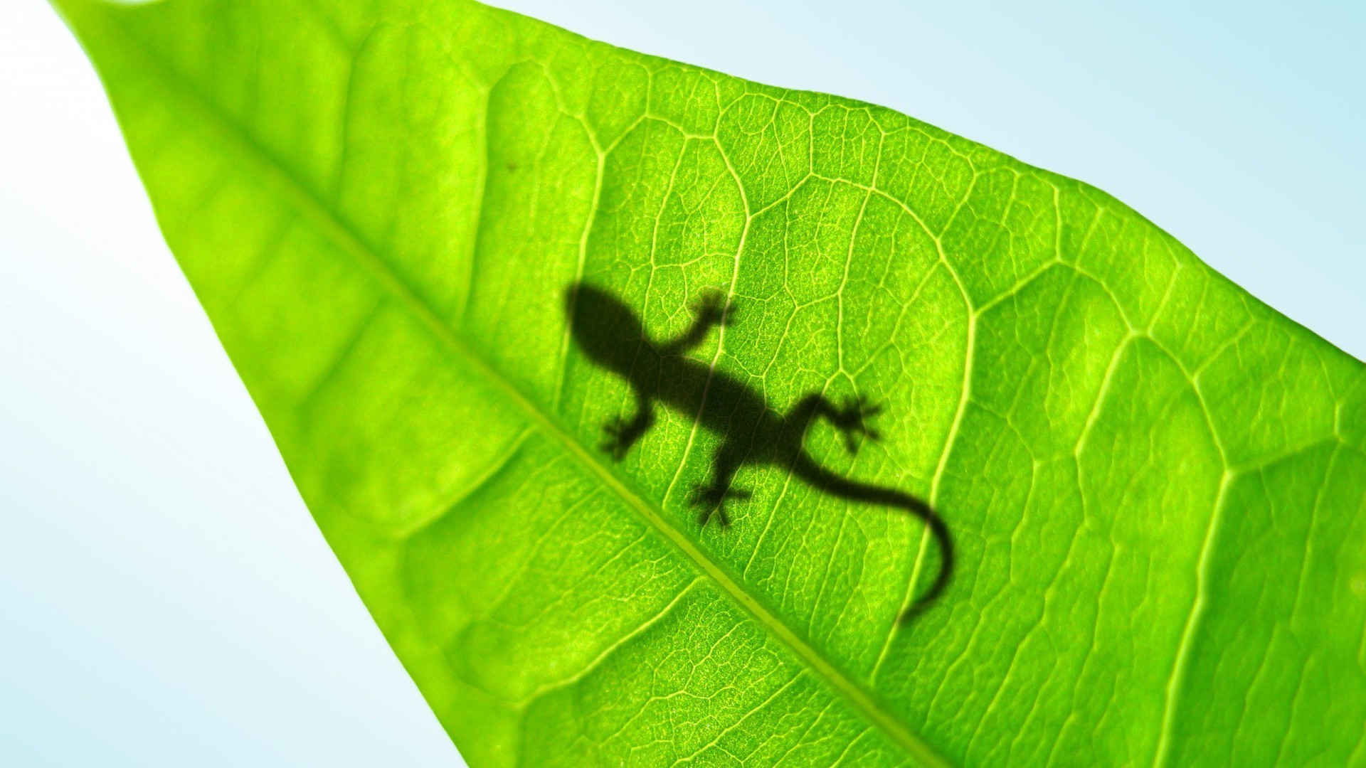 yaratıcı yaprak flora büyüme doğa çevre ekoloji çevre yağmur biyoloji bahçe parlak fotosentez yaz yakın çekim