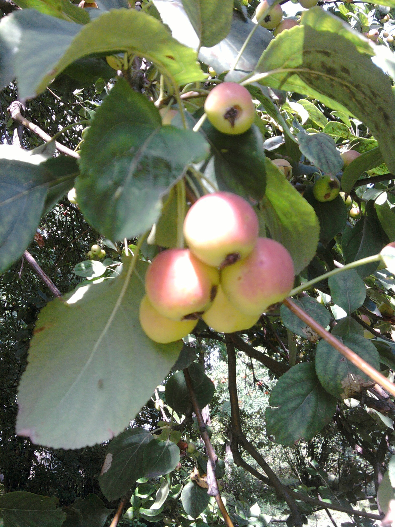 the garden fruit nature leaf tree food branch apple outdoors flora pasture agriculture farm garden season summer fall color healthy bright