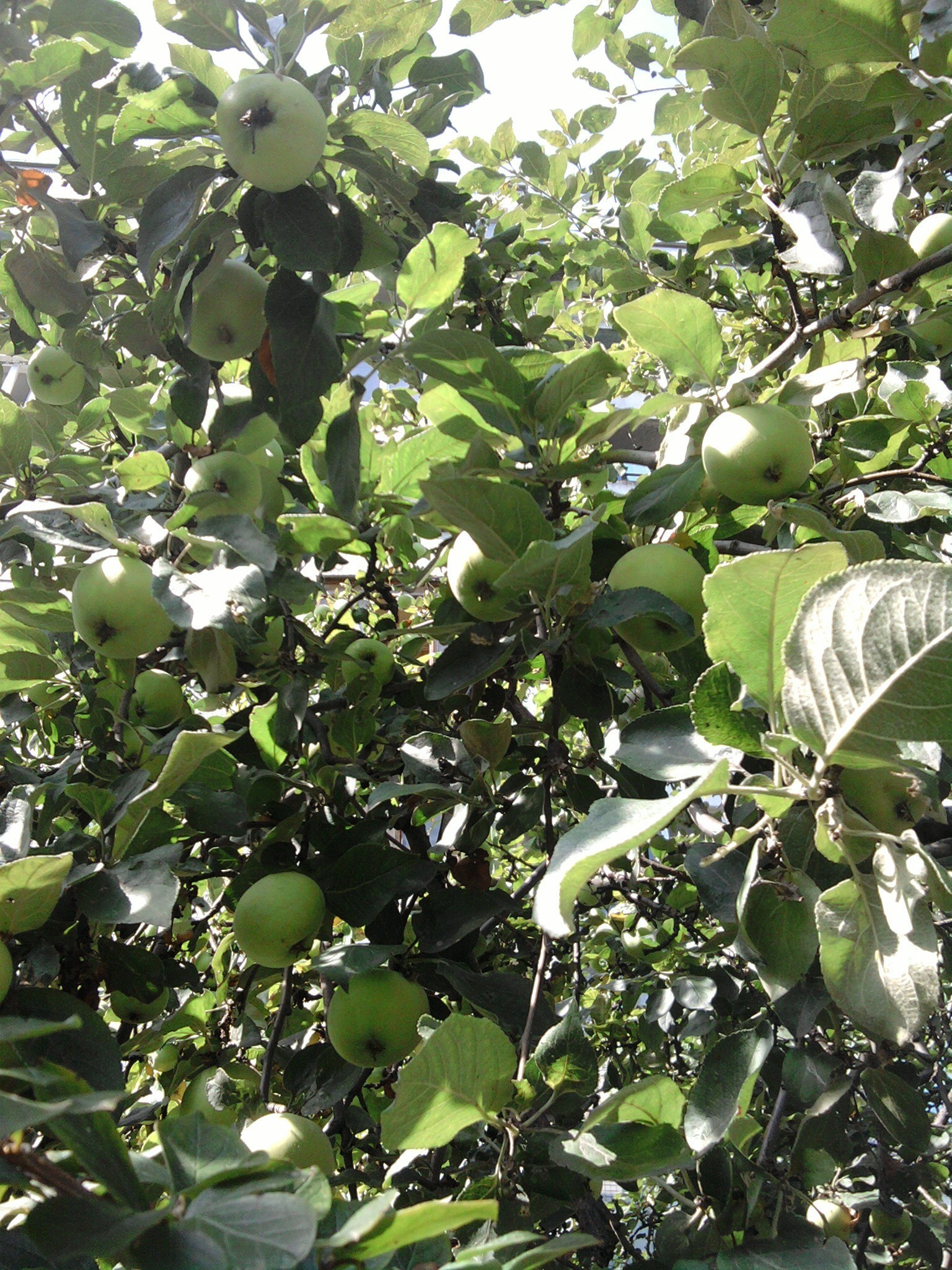 árboles frutas agricultura árbol rama hoja comida naturaleza granja flora pasto crecimiento al aire libre manzana temporada colgante cosecha jardín color