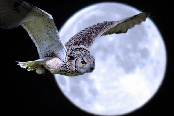 Night owl in search of food for chicks