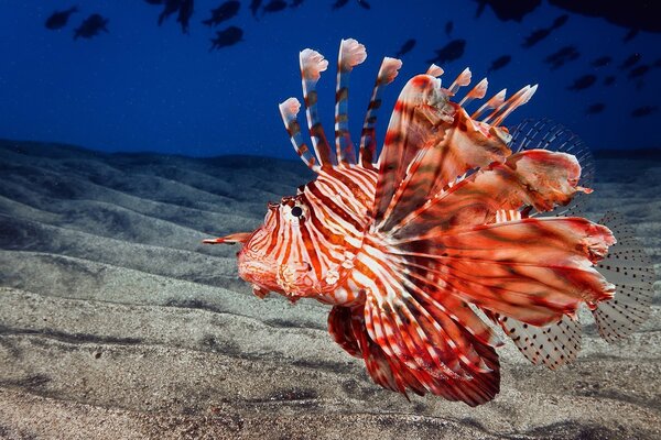 Hell gestreifter Fisch am Boden