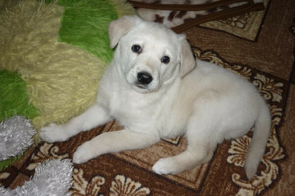 Lindo cachorro posando alegremente