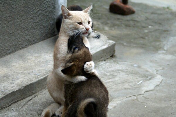 Il gatto ed il cucciolo sono oggetti carini