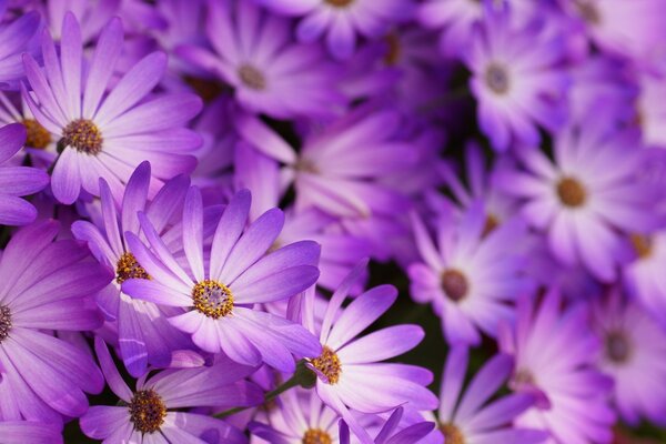 Die Natur. Die Blumen sind lila. Flora. Hintergrund