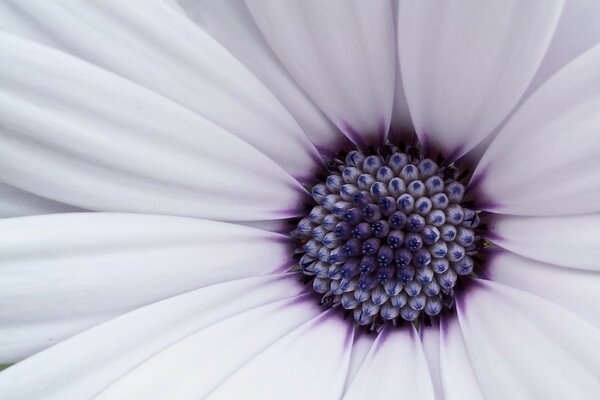 Fotografía macro de una flor blanca con un núcleo oscuro