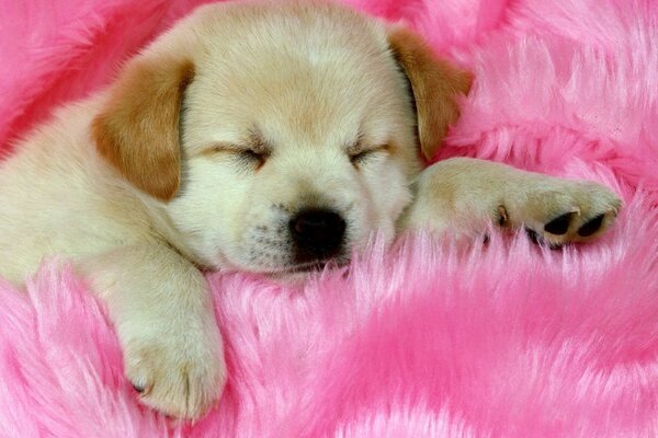 Chiot mignon sur fond rose