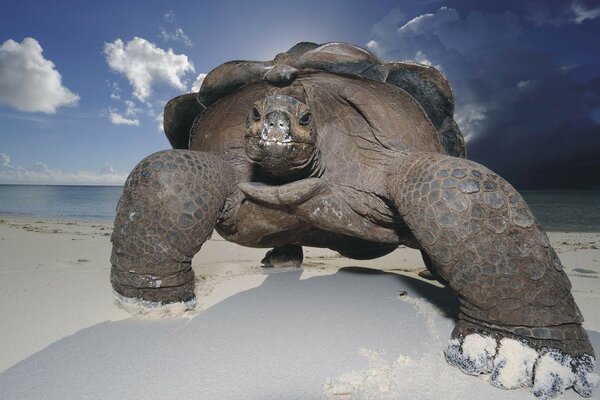 Una gran tortuga camina sobre la arena