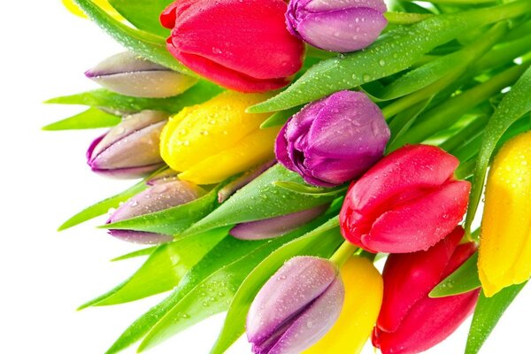 Bunte, helle Tulpen mit Wassertropfen