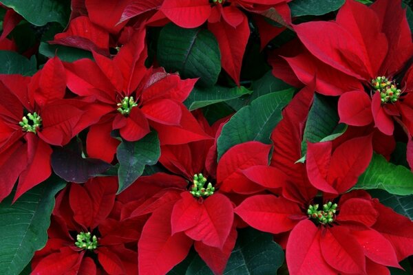 Desktop screensaver with poinsettia