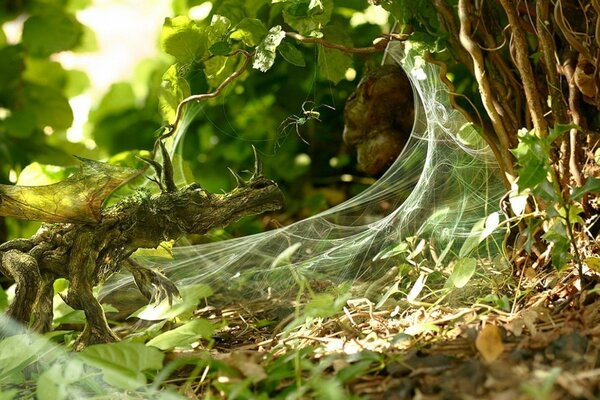 Photo of a summer forest and a spider