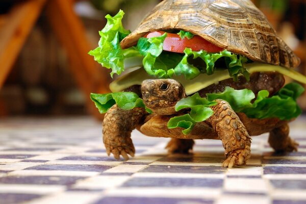 Funny turtle in the form of a burger