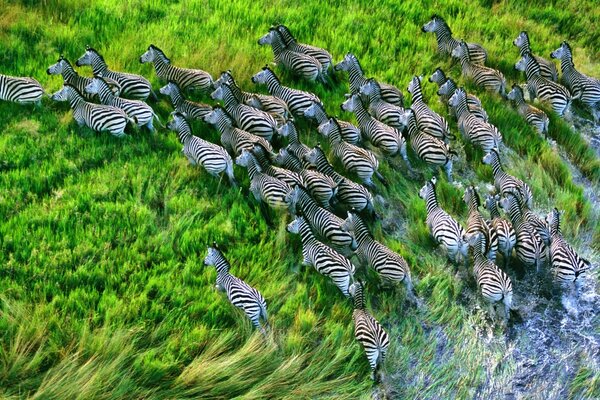 Zebras correndo na grama parque selvagem