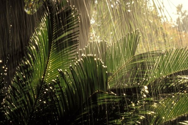 Lluvia de verano en los trópicos