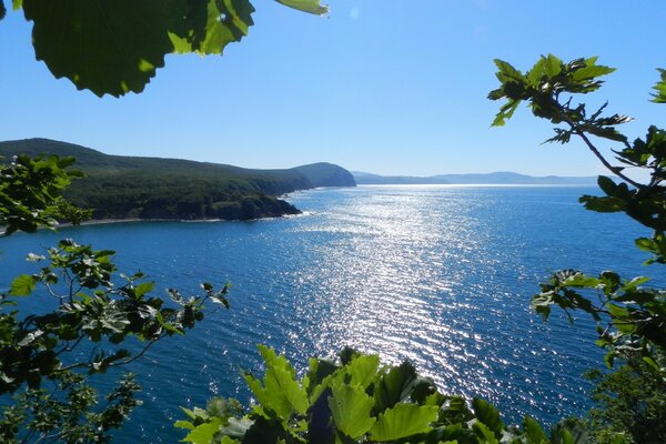 Naturaleza de verano árbol y mar