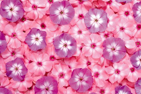 Delicadas pequeñas flores en tonos rosados