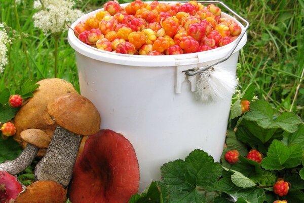 Harvested mushrooms and berries