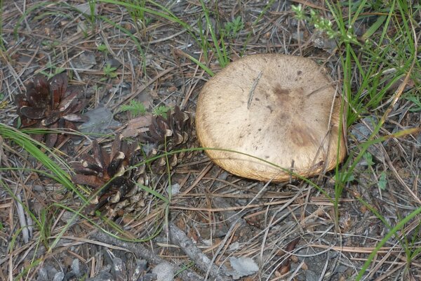 Wild mushrooms in a clean forest