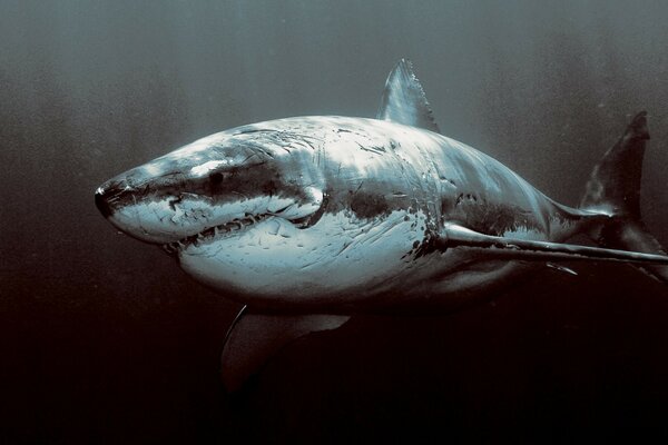 Black shark is a thunderstorm of underwater fish