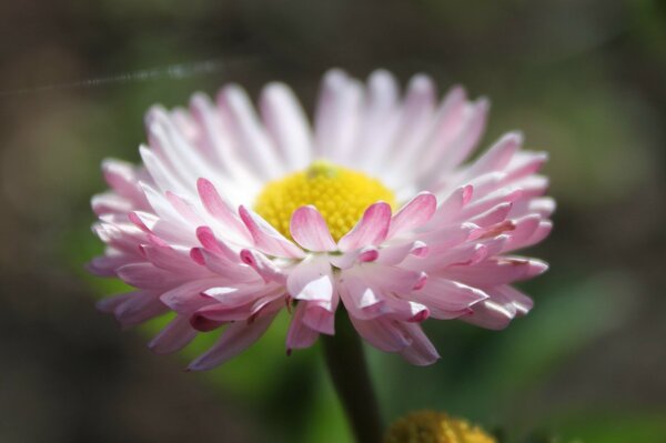 Flor rosa en el Jardín de la naturaleza