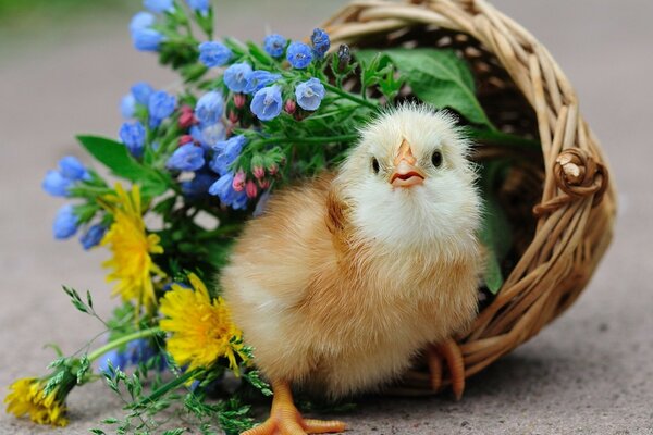 Cyclops in a basket with flowers nature