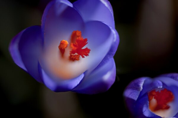 Schöne Blumen mit blauen Blütenblättern