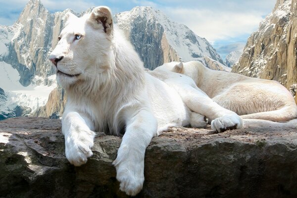 White lion on the background of snow-covered rocks