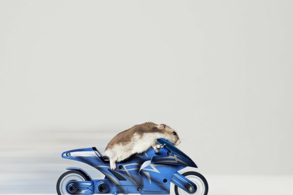 Hamster sur une moto en mouvement sur fond mat blanc