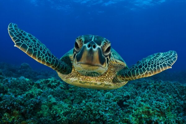 Flottant dans l océan grande tortue