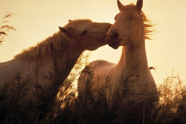 Free Horses in the field