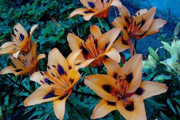 Orange gladioli grow in the country